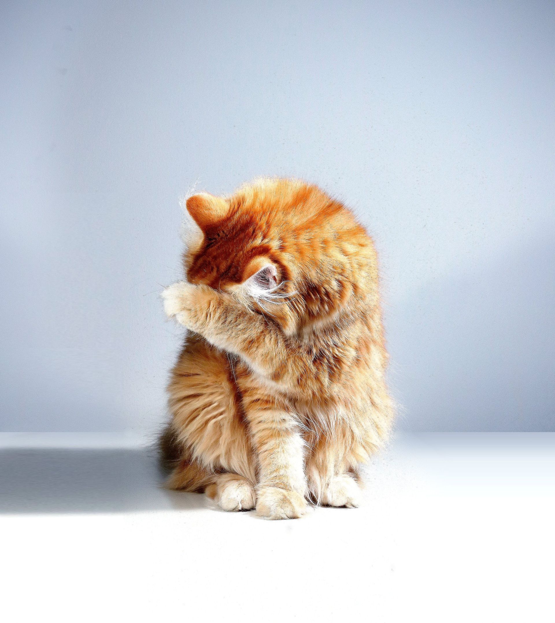 Een pluizige oranje kat zit op een tafel en maakt zichzelf schoon.