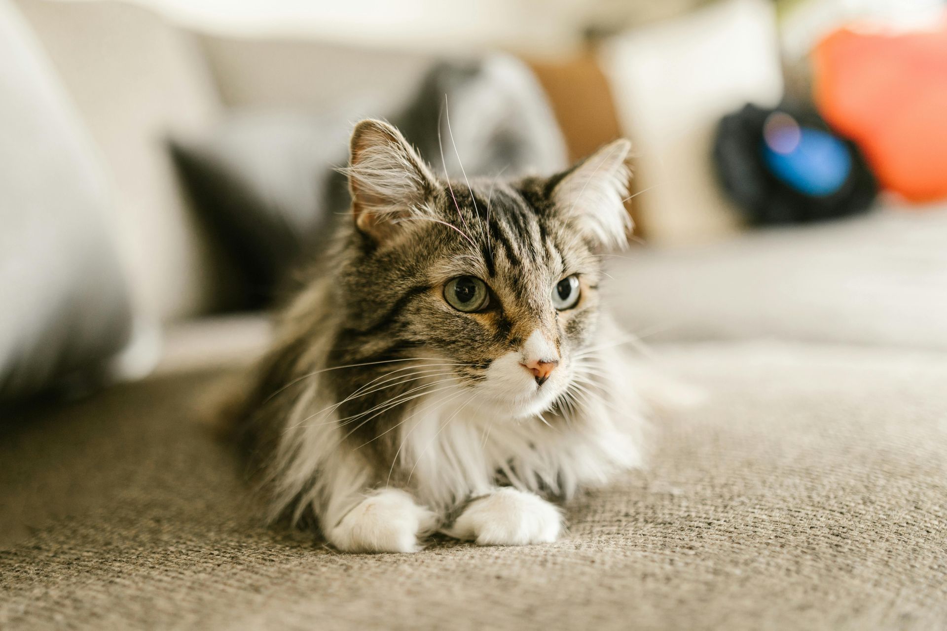 Werkwijze van een kat- en vachtvriendelijk kattentrimmer bij kattentrimsalon Praktijk voor Kattenwelzijn.