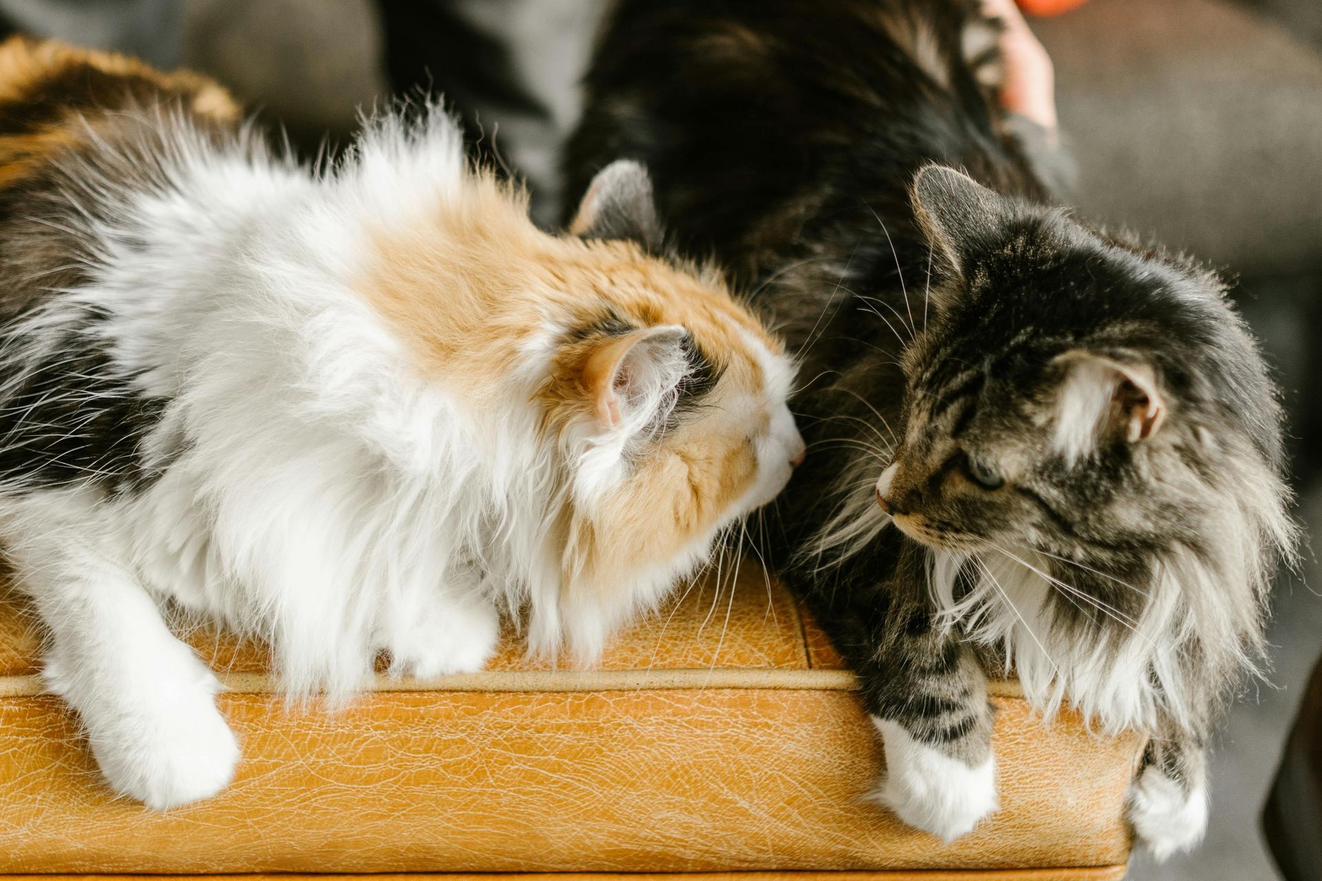 Katten kunnen door de trimbehandling een anders geurtje krijgen. Heb je twee katten zet ze dan na de trimbehanding bij de kattentrimmer even apart.