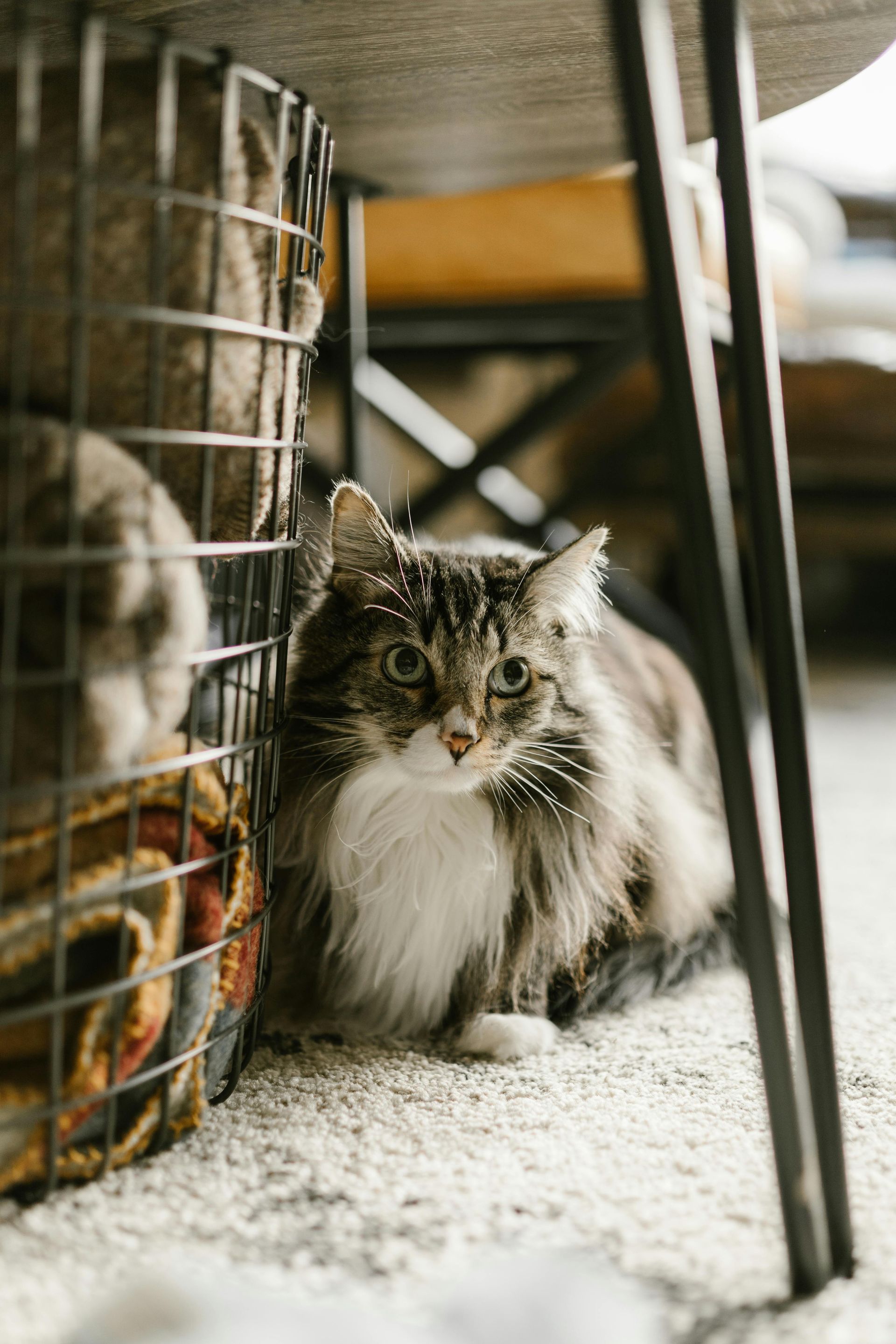 Wat je zelf voor kunt bereiden voor een trimbeurt bij een kattentrimmer in de kattentrimsalon.