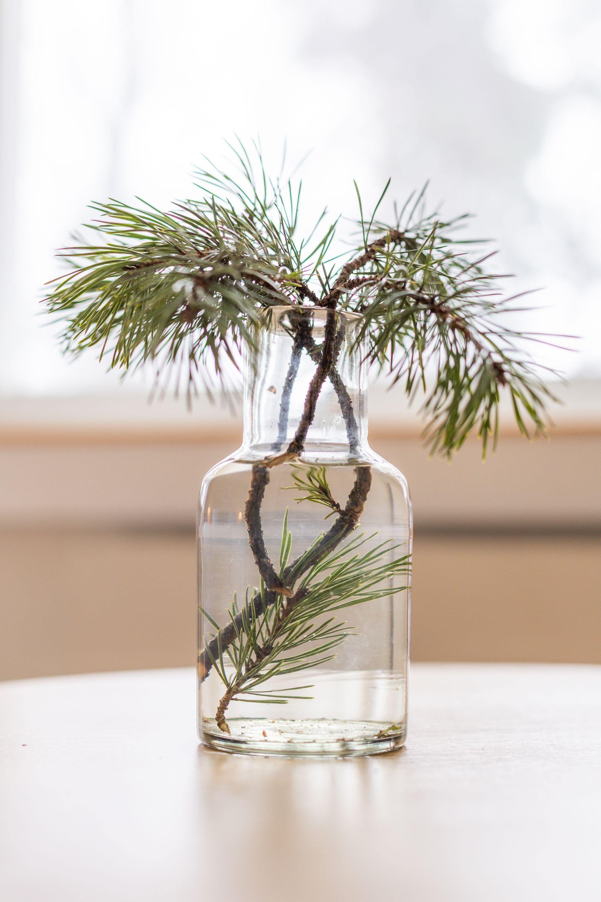 A small pine branch in a glass bottle filled with water, sitting on a light-colored table in front of a window.