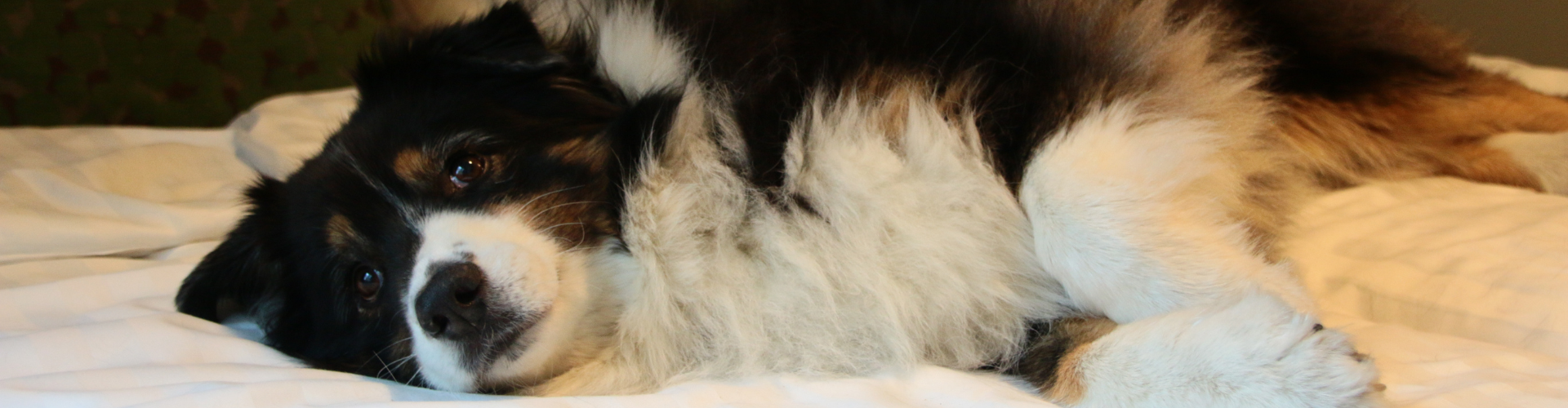 A fluffy black, white, and tan dog lying on a white bed, looking toward the camera.