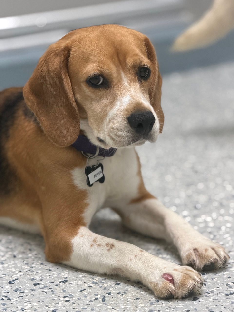 A timid but sweet beagle dog looks hesitantly at the camera. He has an injured paw that needs some Jin Shin Jyutsu energy healing.