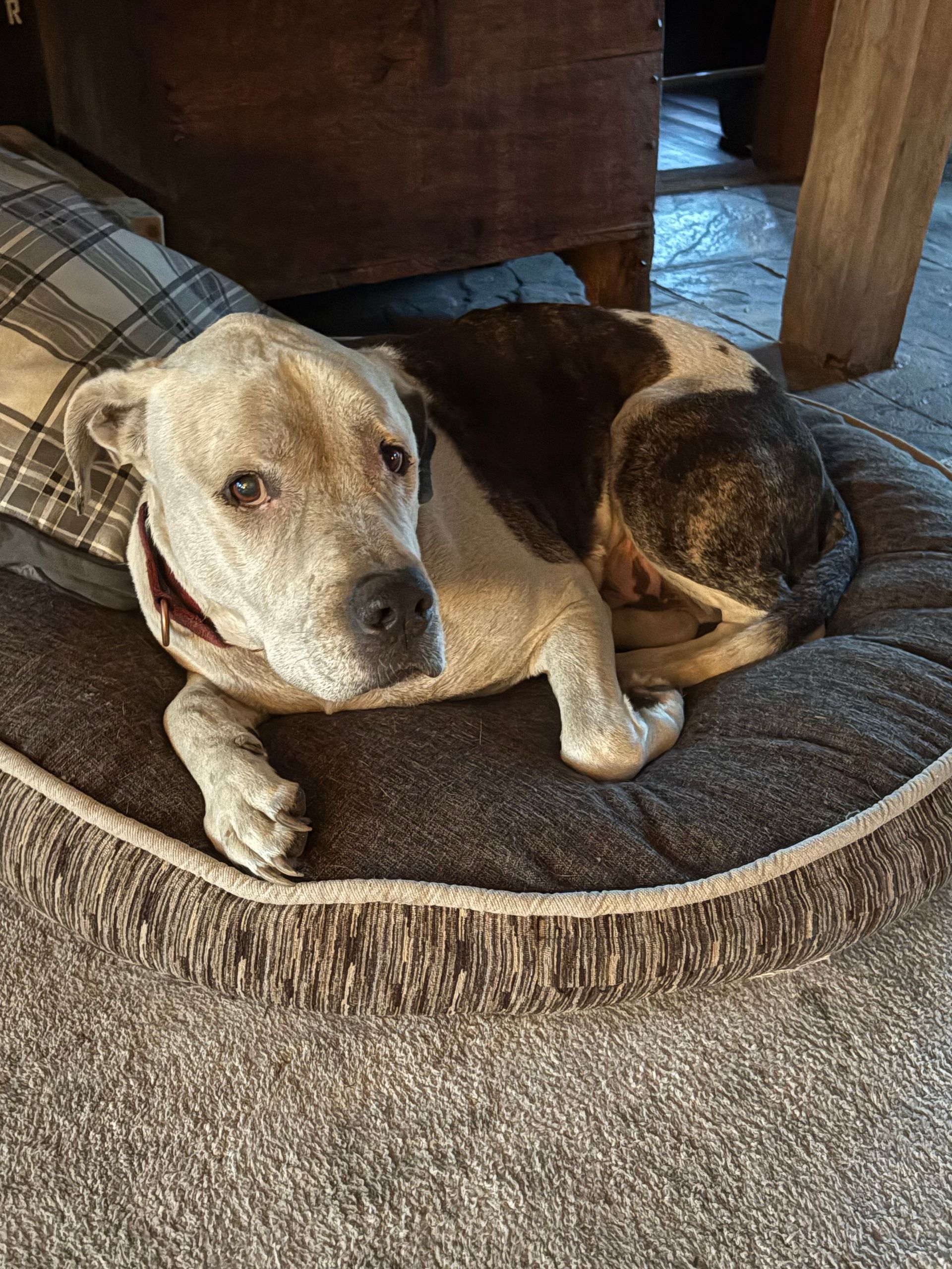 Titan is a mixed Stafford Terrier breed.