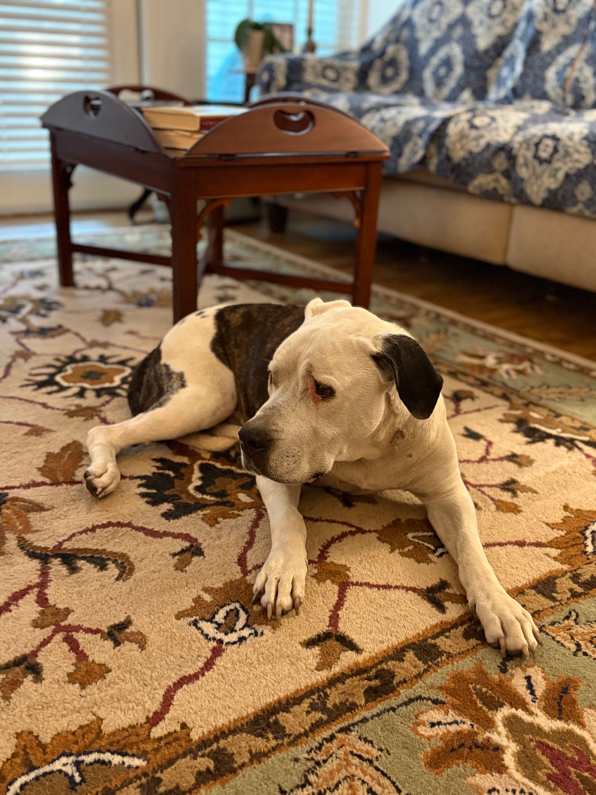 Titan the dog who is waiting for the right adoption parent(s).