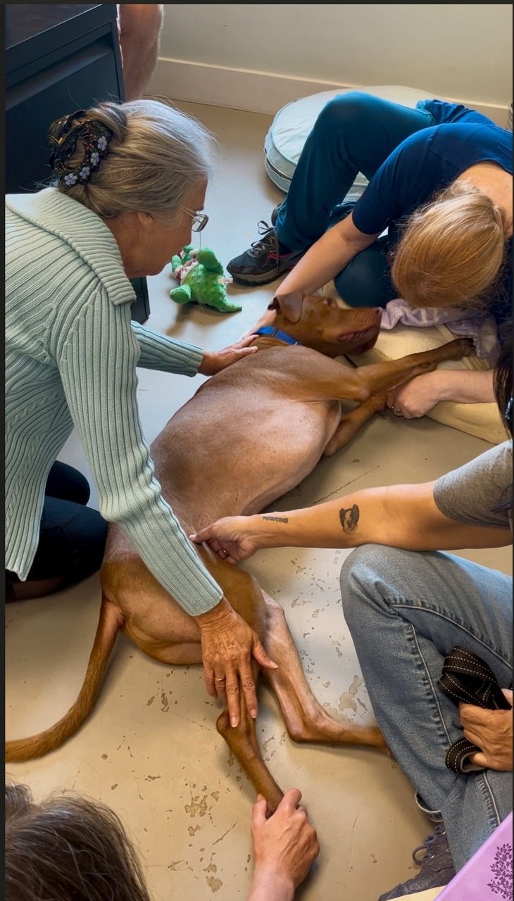 Bob the dog receiving his first Jin Shin Jyutsu session.