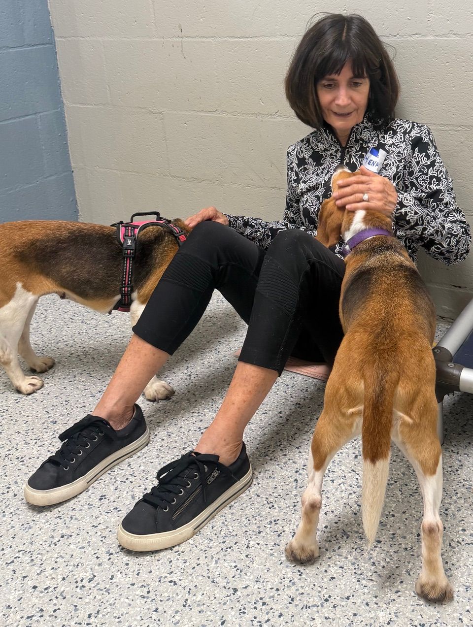 Alaqua Animal Refuge volunteer offers Jin Shin Jyutsu to two beagle dogs.