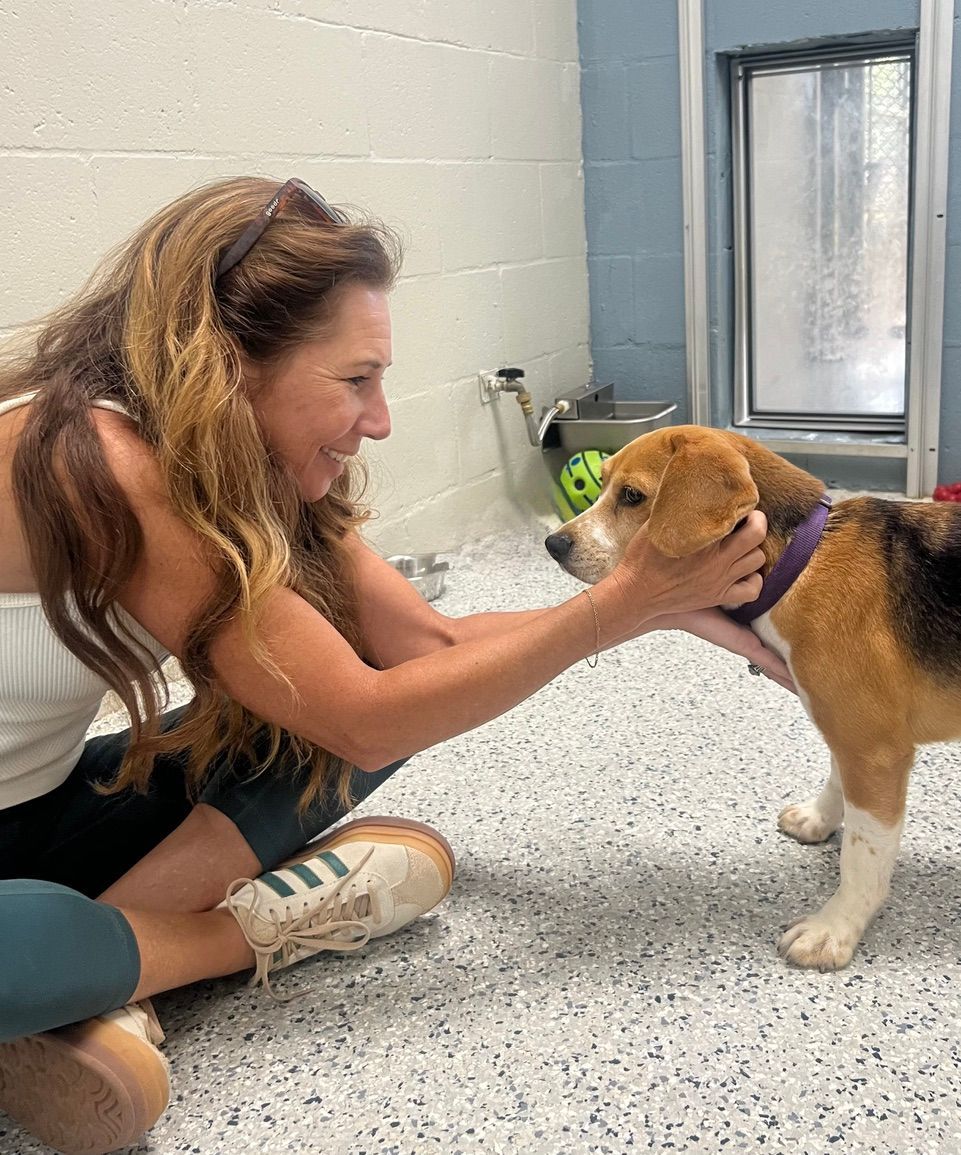 Alaqua volunteer gives a Jin Shin Jyutsu session to sweet, but timid beagle.