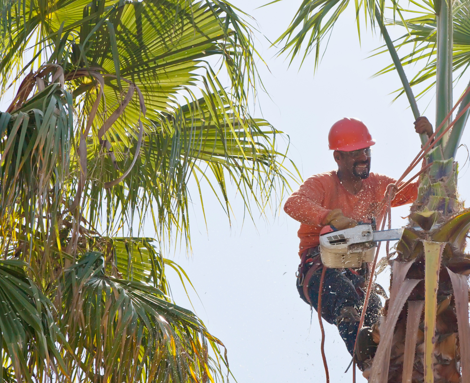 Specialised Tree Removal Tools operated by a Professional Arborist to Remove a Palm in a Perth Backyard