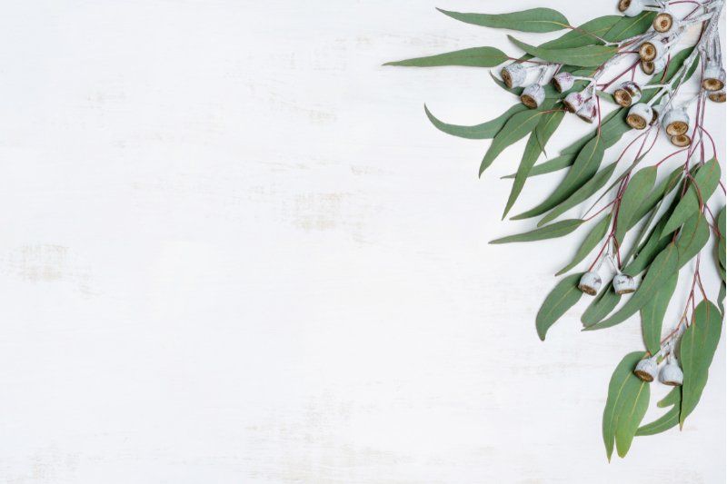 Eucalyptus leaves at Residential Property in Joondalup