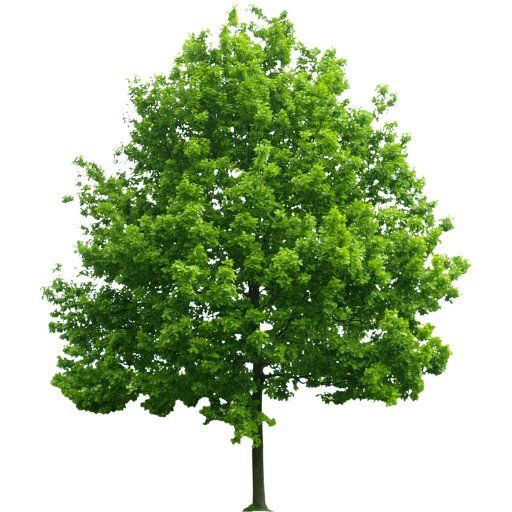 Healthy Oak tree Healthy Oak tree in Joondalup