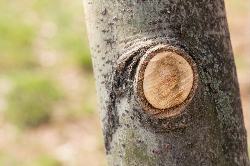 Tree pruning in Joondalup