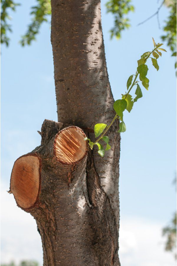 Pruned Tree in the City of Joondalup
