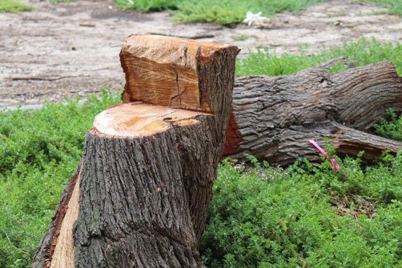 Tree Removal Joondalup