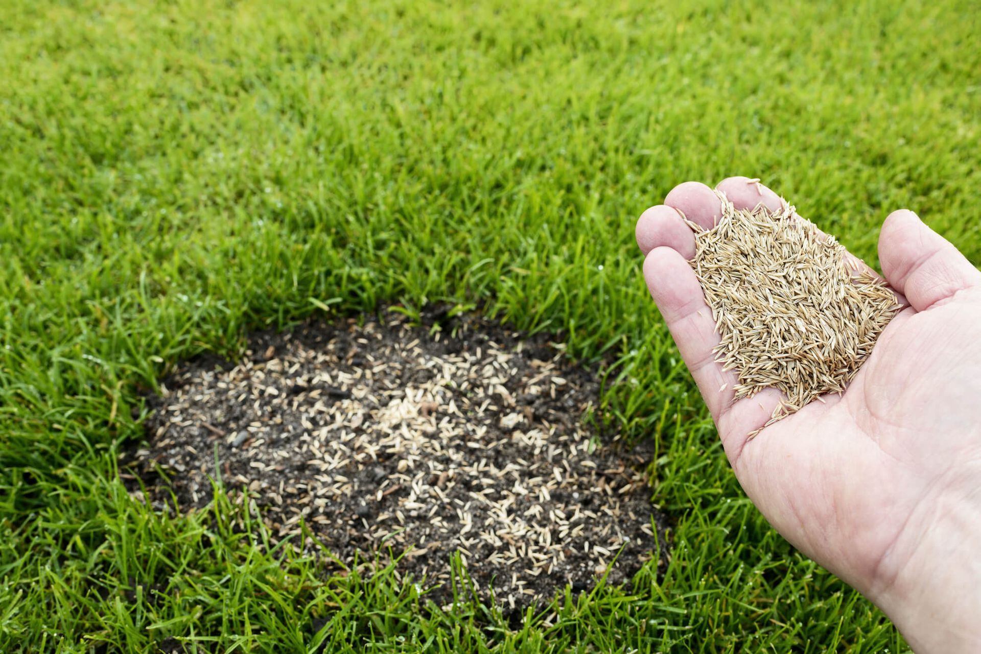overseeding