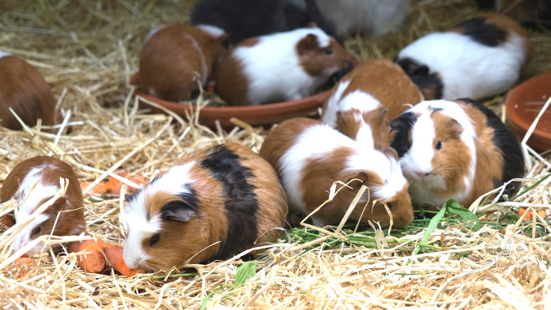 Eine Gruppe Meerschweinchen frisst Karotten im Heu