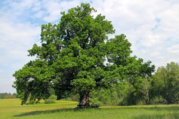 large tree in Edmonton