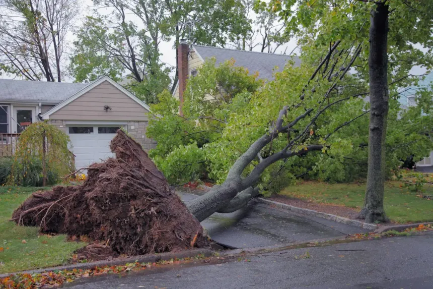 fallen tree due to storm damage 