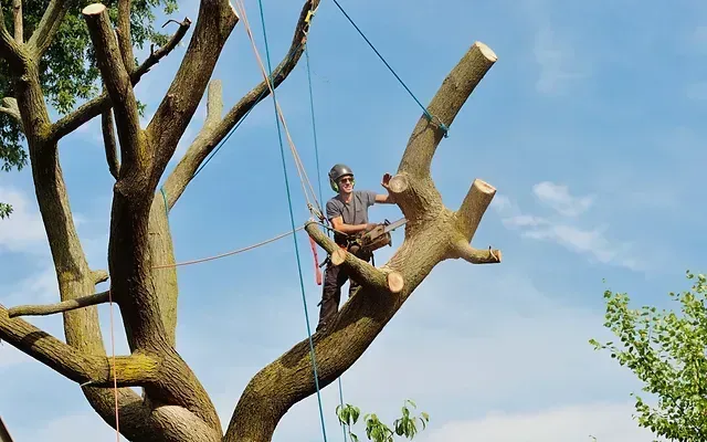 tree pruning in Edmonton