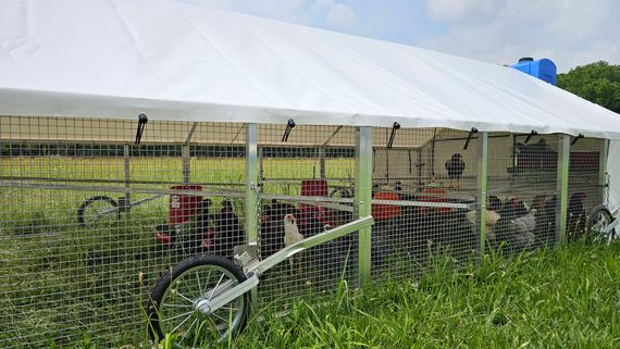 Chicken Metal Tractor Poultry Supply