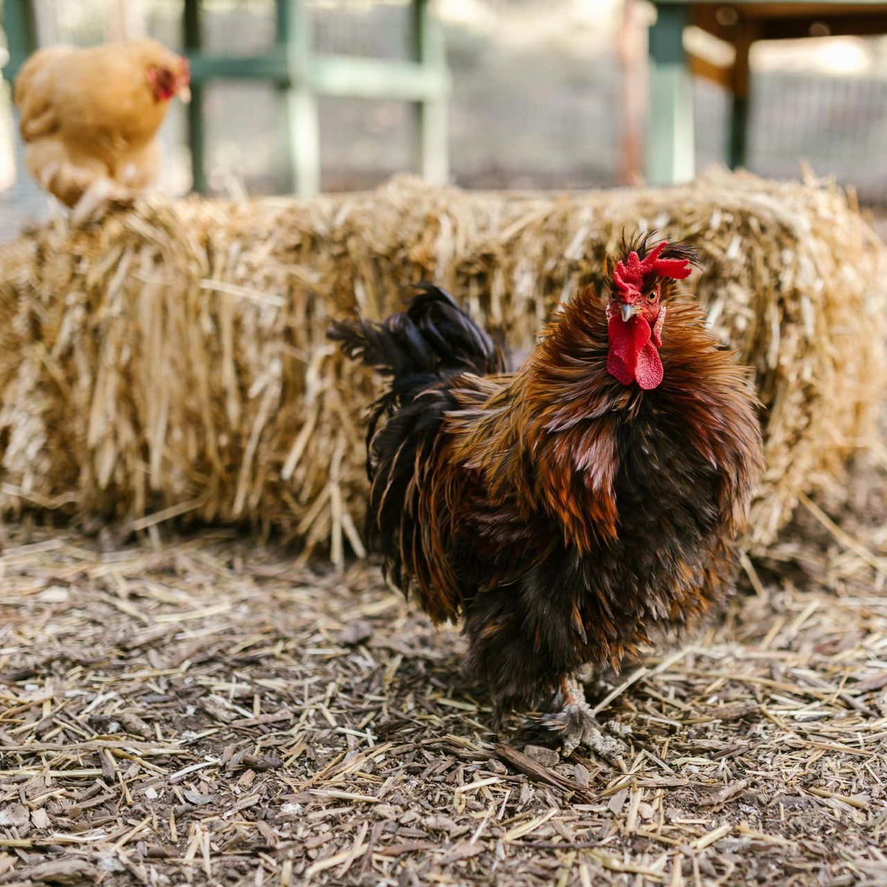 Chicken Hay Poultry River Valley Sheds Dardanelle AR