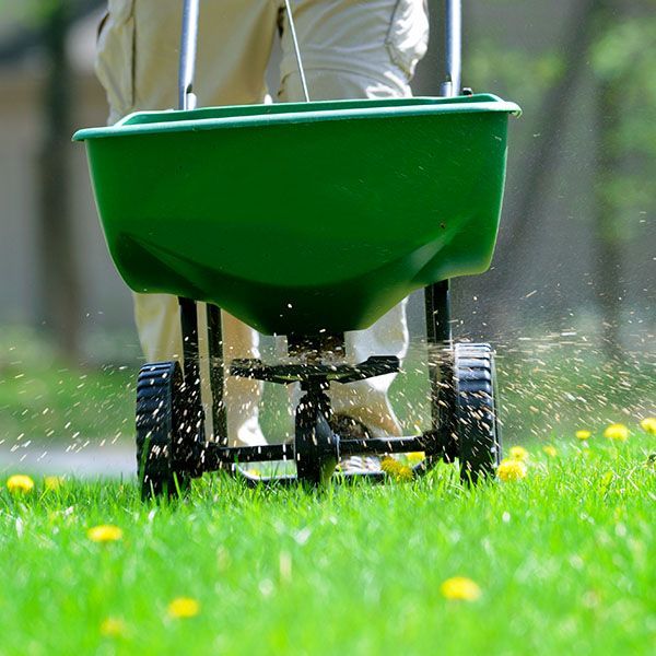 Person pushing a green lawn spreader across a wet grassy yard