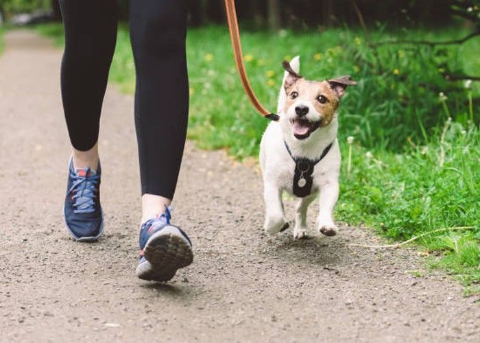 A person is walking a small dog on a leash.