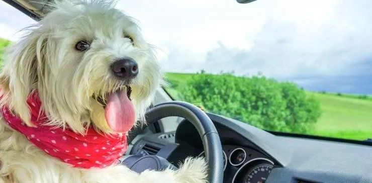 small dog leaning on the car steering wheel