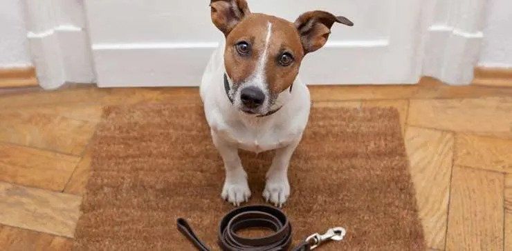 dog looking at the camera