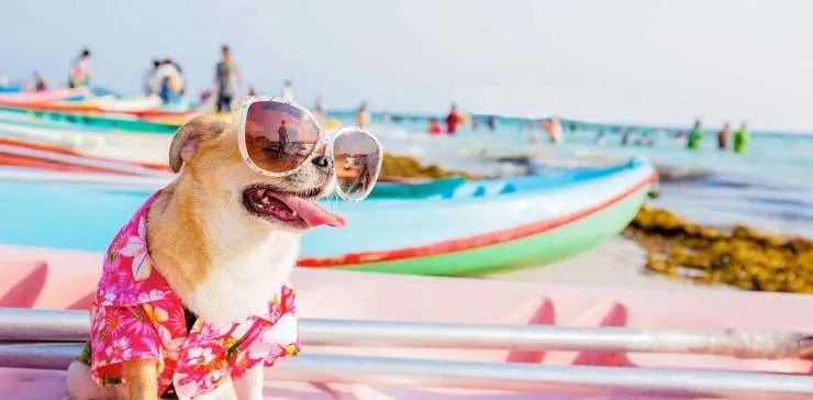 dog on the beach with its tongue out