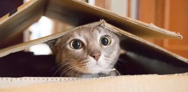cat inside a cardboard box