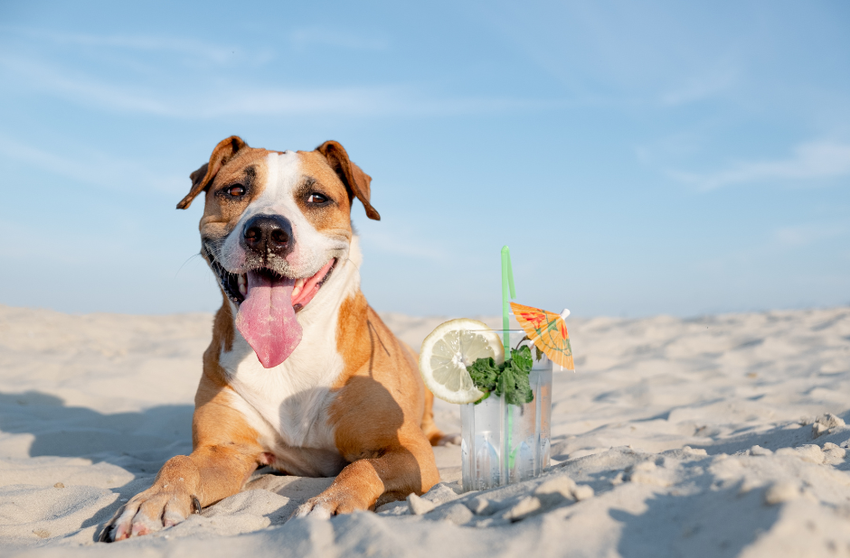 dog on the beach with its tongue out