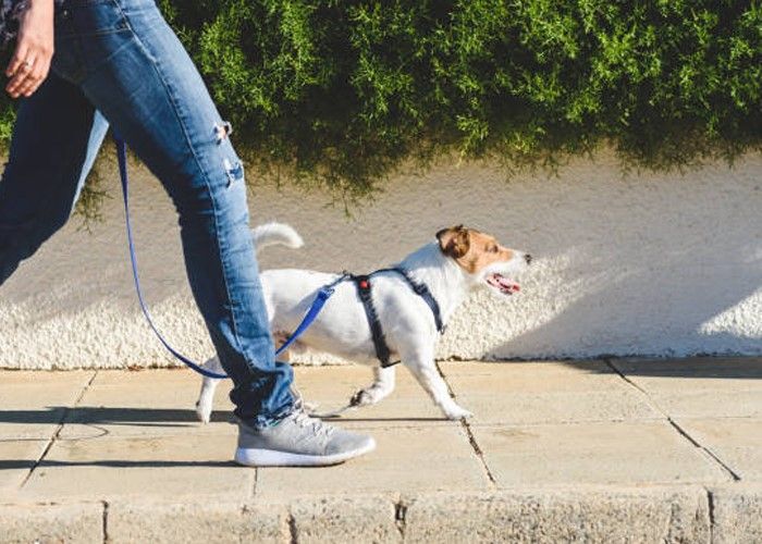 A person is walking a small dog on a leash.