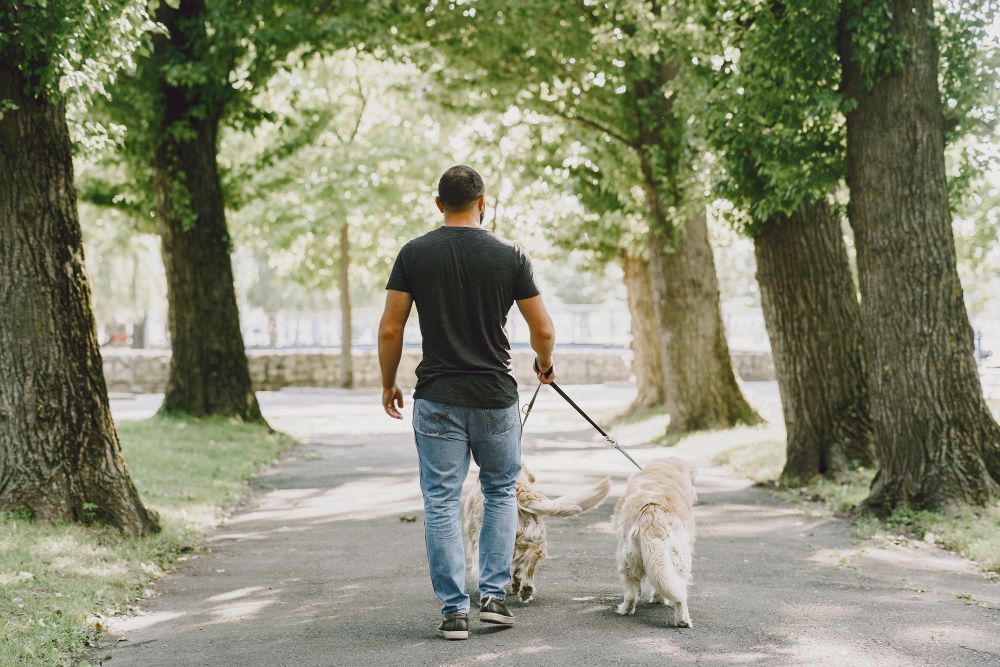 A man is walking a dog on a leash in a park.