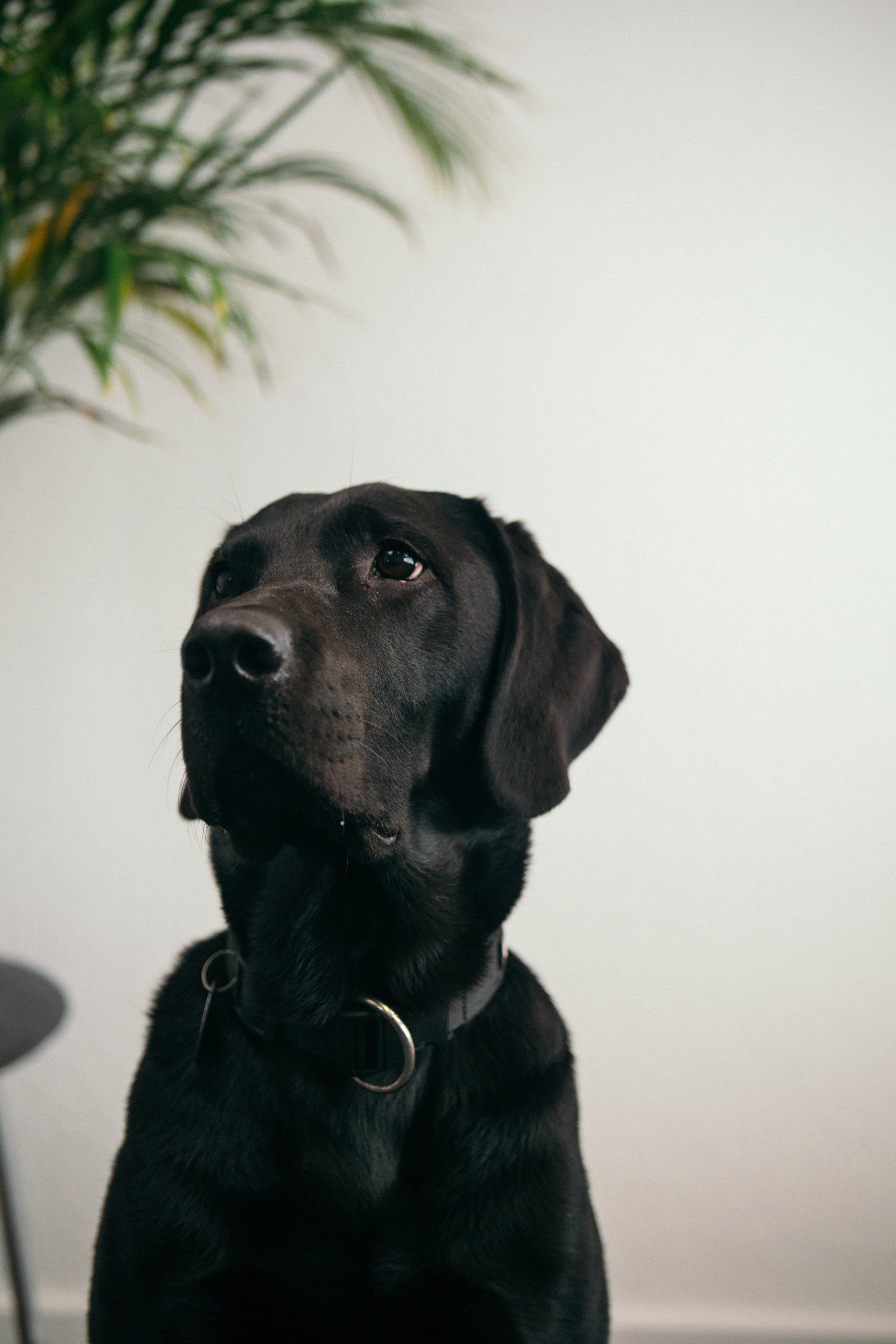 Schwarzer Labradorhund, der nach oben schaut, mit einer weißen Wand und einer Blattpflanze im Hintergrund.