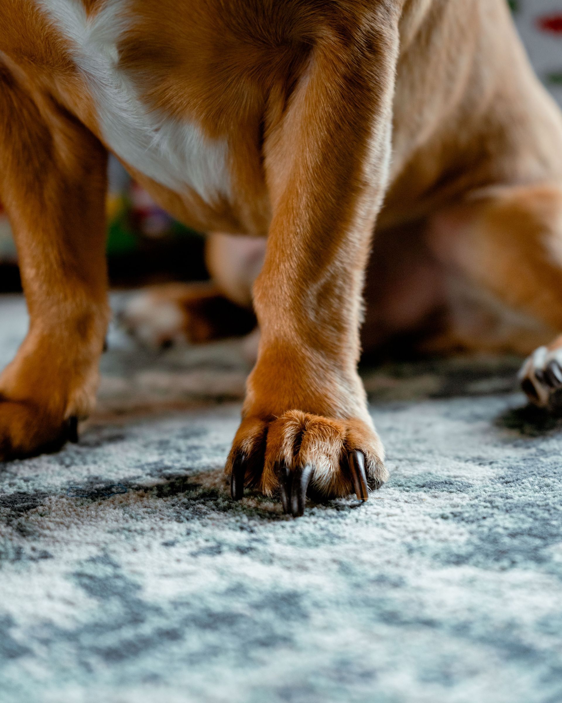 Close-up of a brown dog’s paws standing on a textured rug