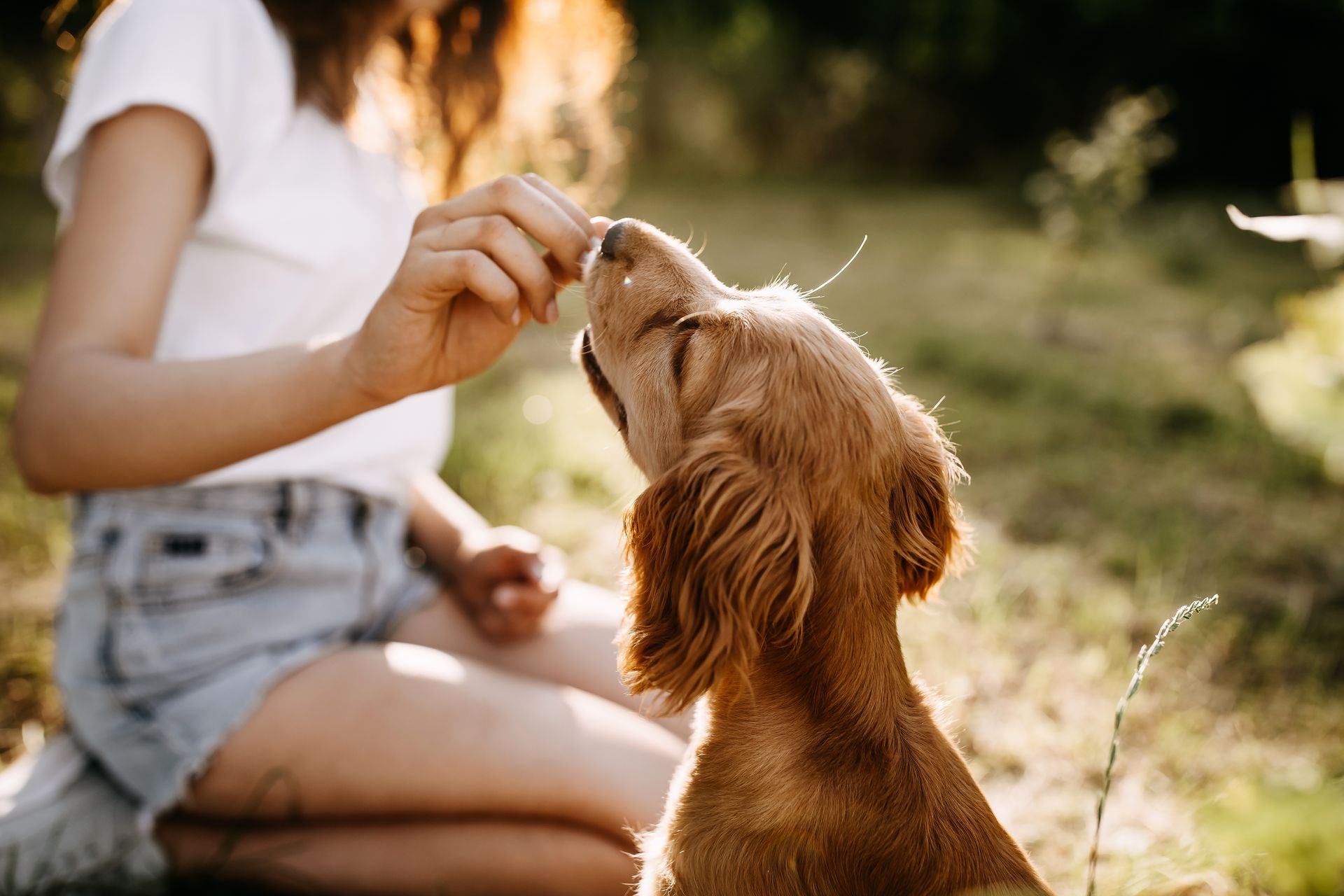 Image of Pet Paradise