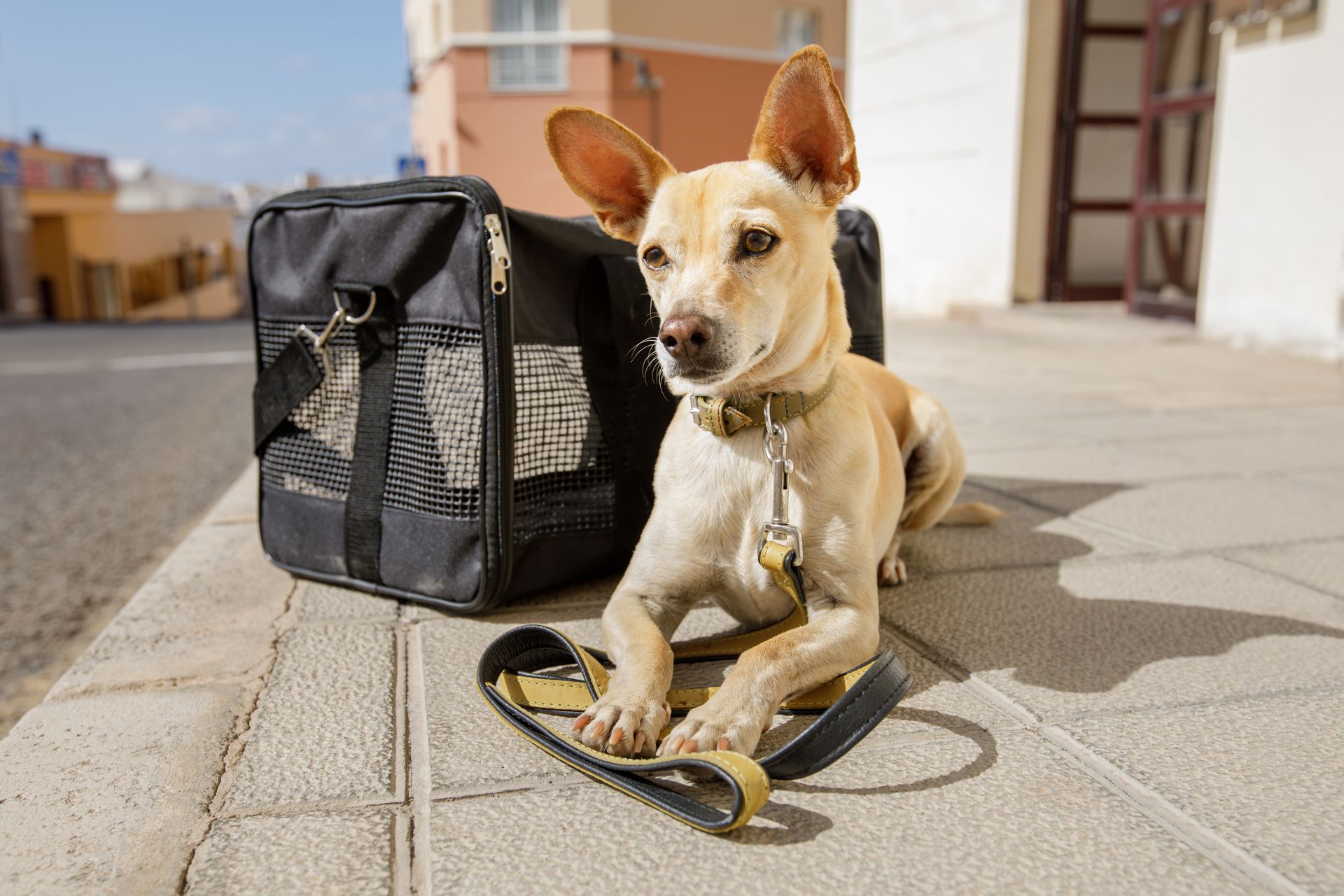 Dog resting beside a packed pet carrier and leash before a boarding stay.
