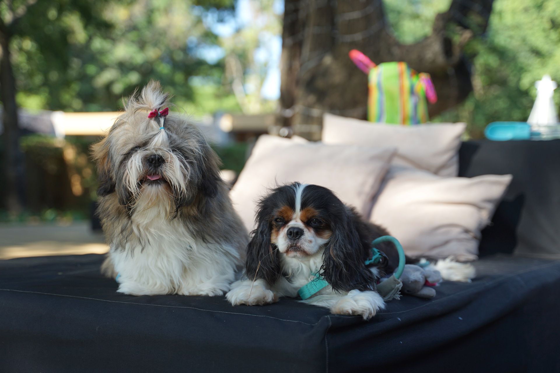 A Shih Tzu and Cavalier King Charles Spaniel dog sitting side by side on the daybed outdoors.