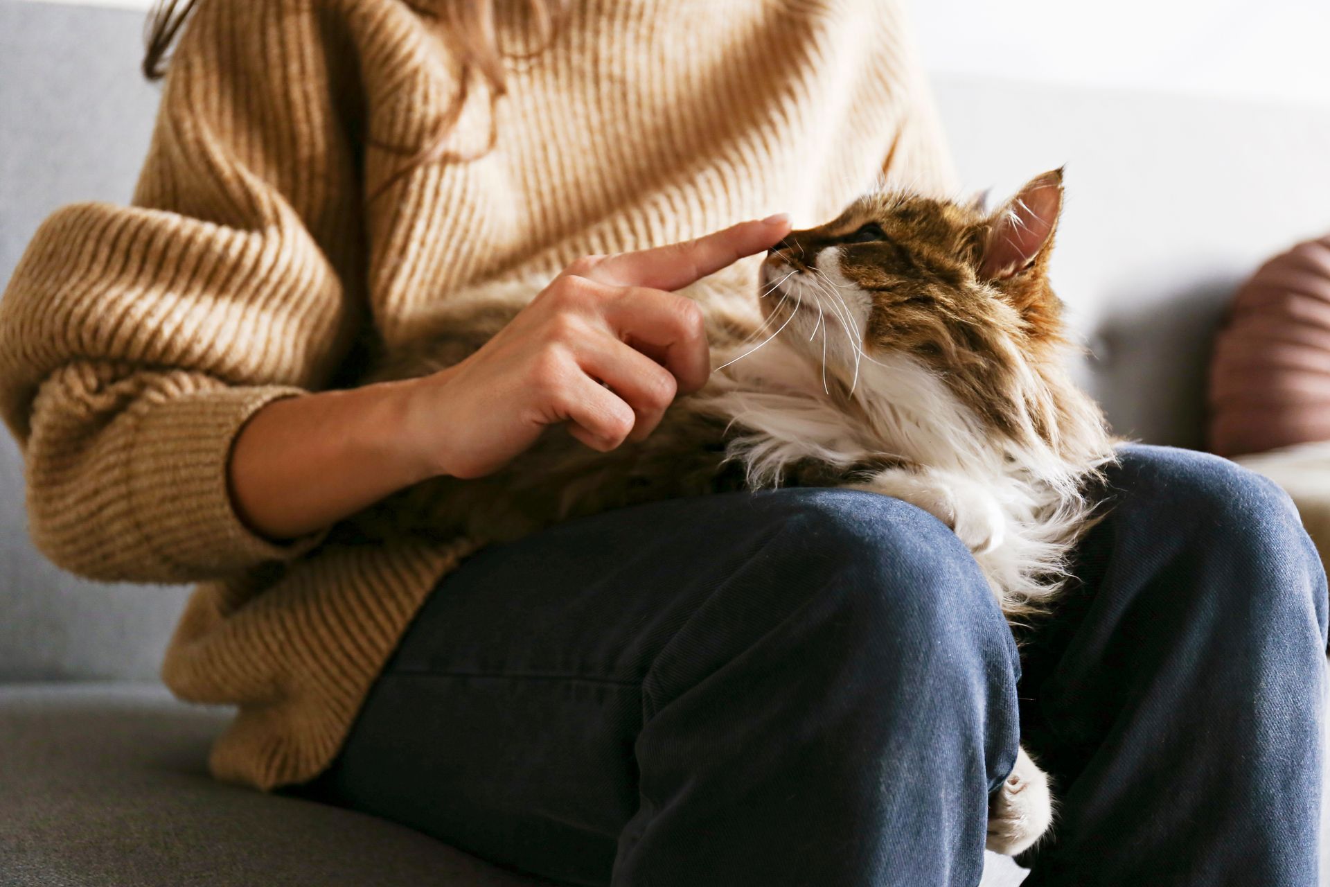 Person sitting on a couch gently petting a fluffy cat resting on their lap indoors.