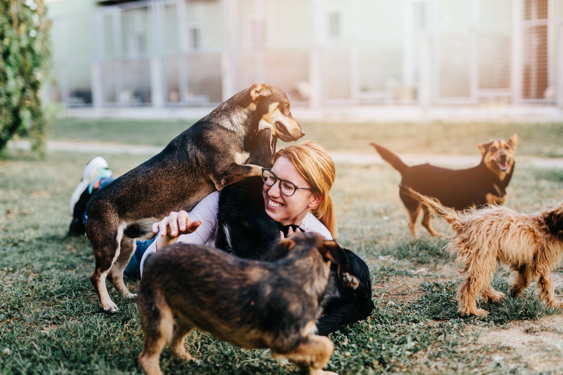Young adult woman playing with adorable dogs in a dog boarding location. Young adult woman playing with adorable dogs in a dog boarding location.