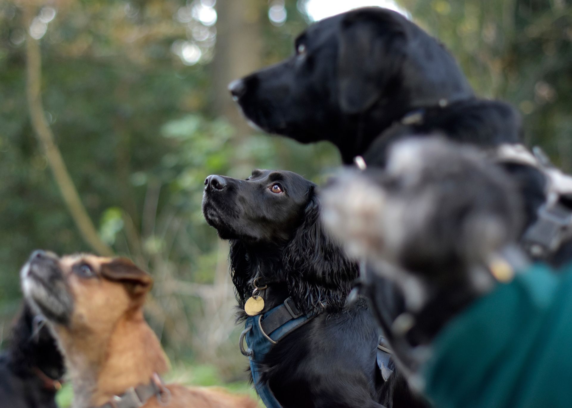 Several dogs looking upward together in an outdoor setting.