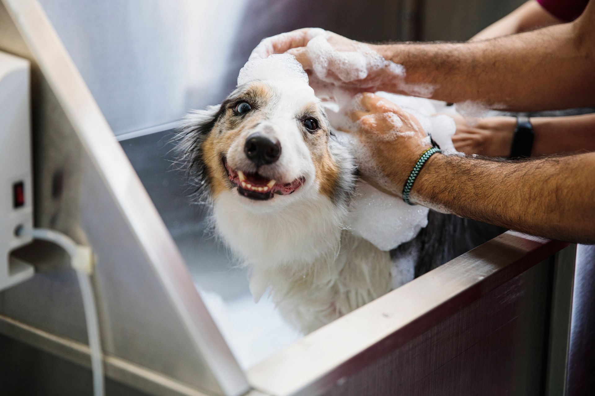 Local Dog Day Care