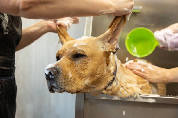 Pet Grooming Center