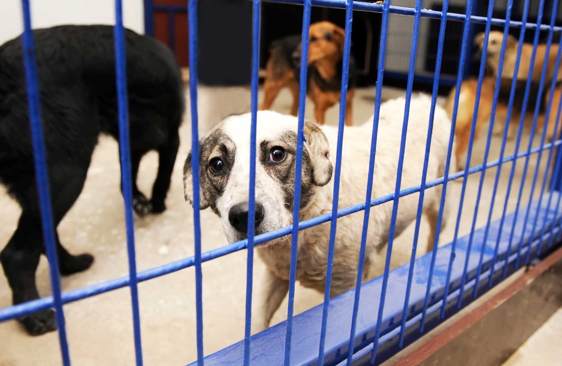 Dogs in blue kennel cage at animal shelter waiting for adoption.