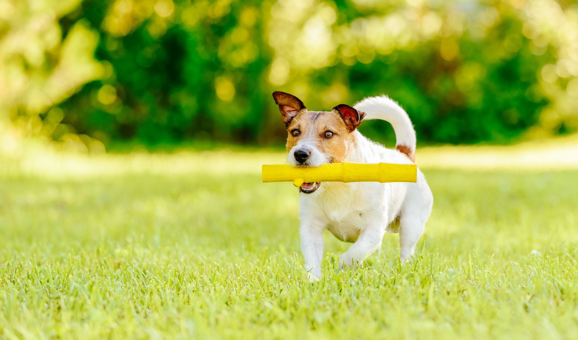 Dog Wellness Exam Service