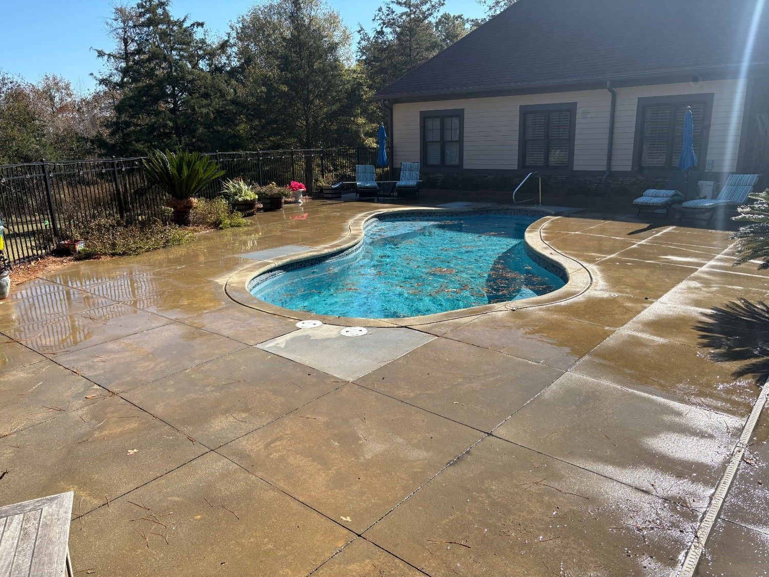 Backyard patio with a freeform blue swimming pool beside a house, surrounded by wet concrete and trees