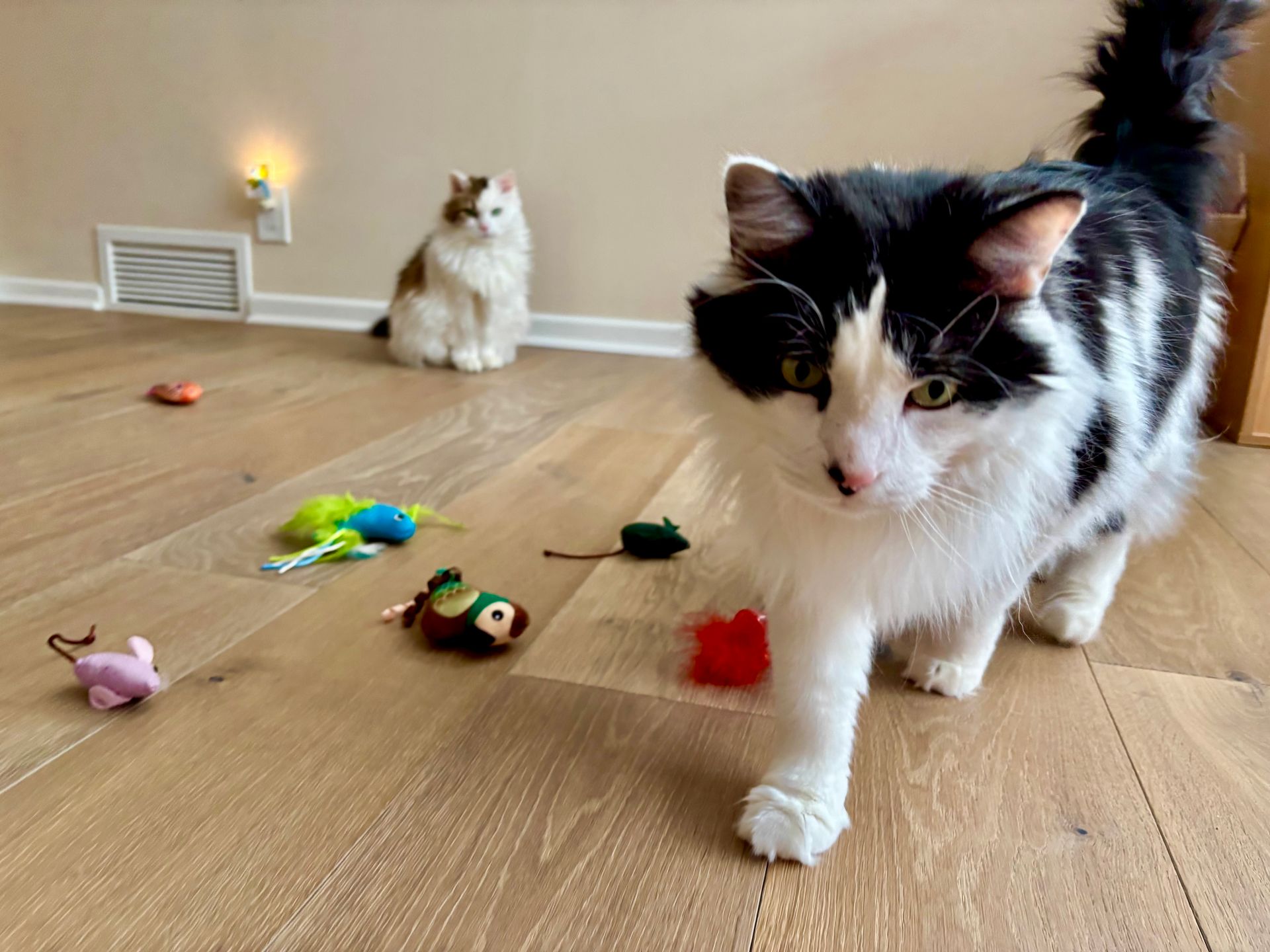 In home pet care for nervous pets.