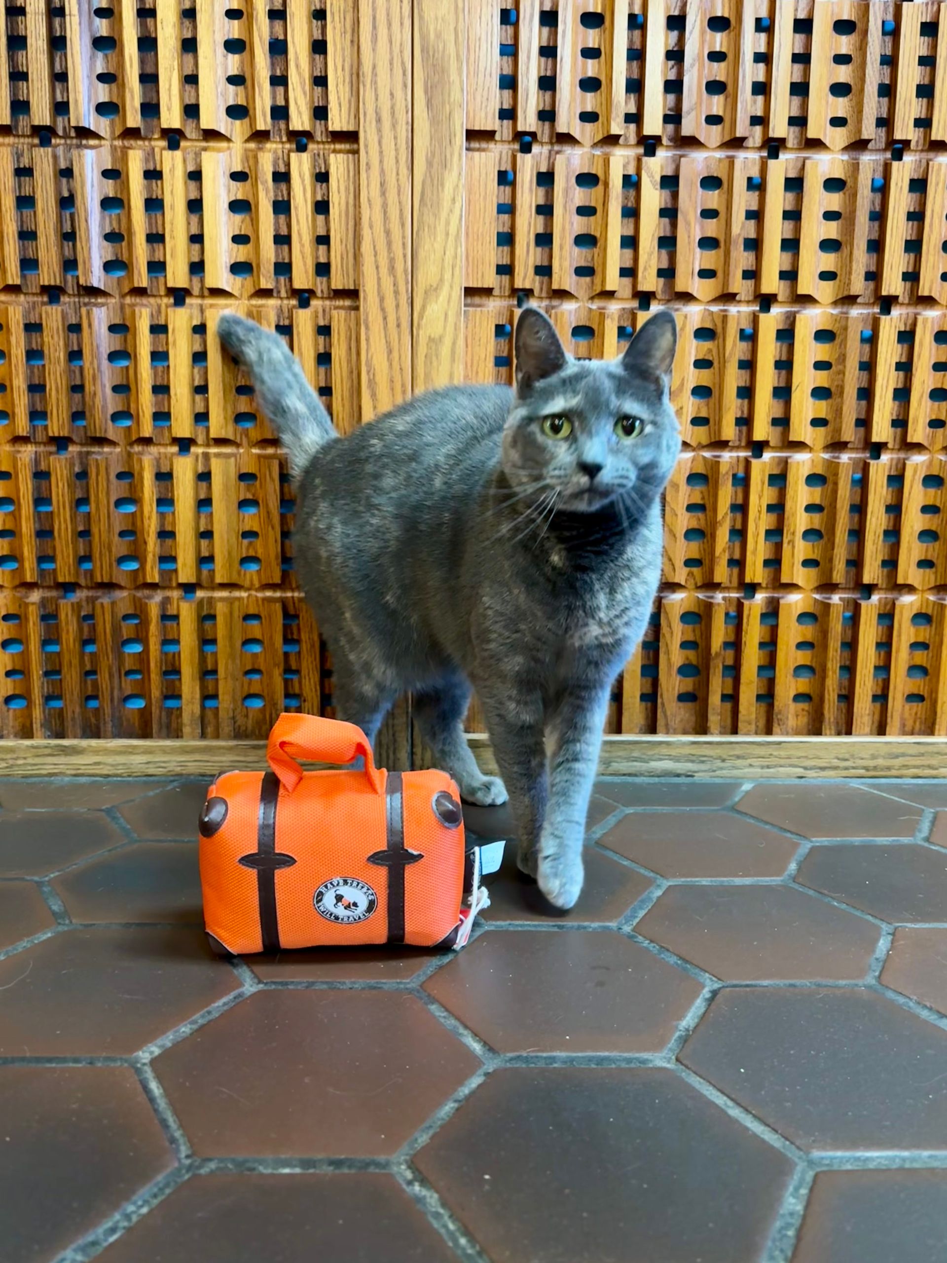 A gray cat packs her bag for vacation.