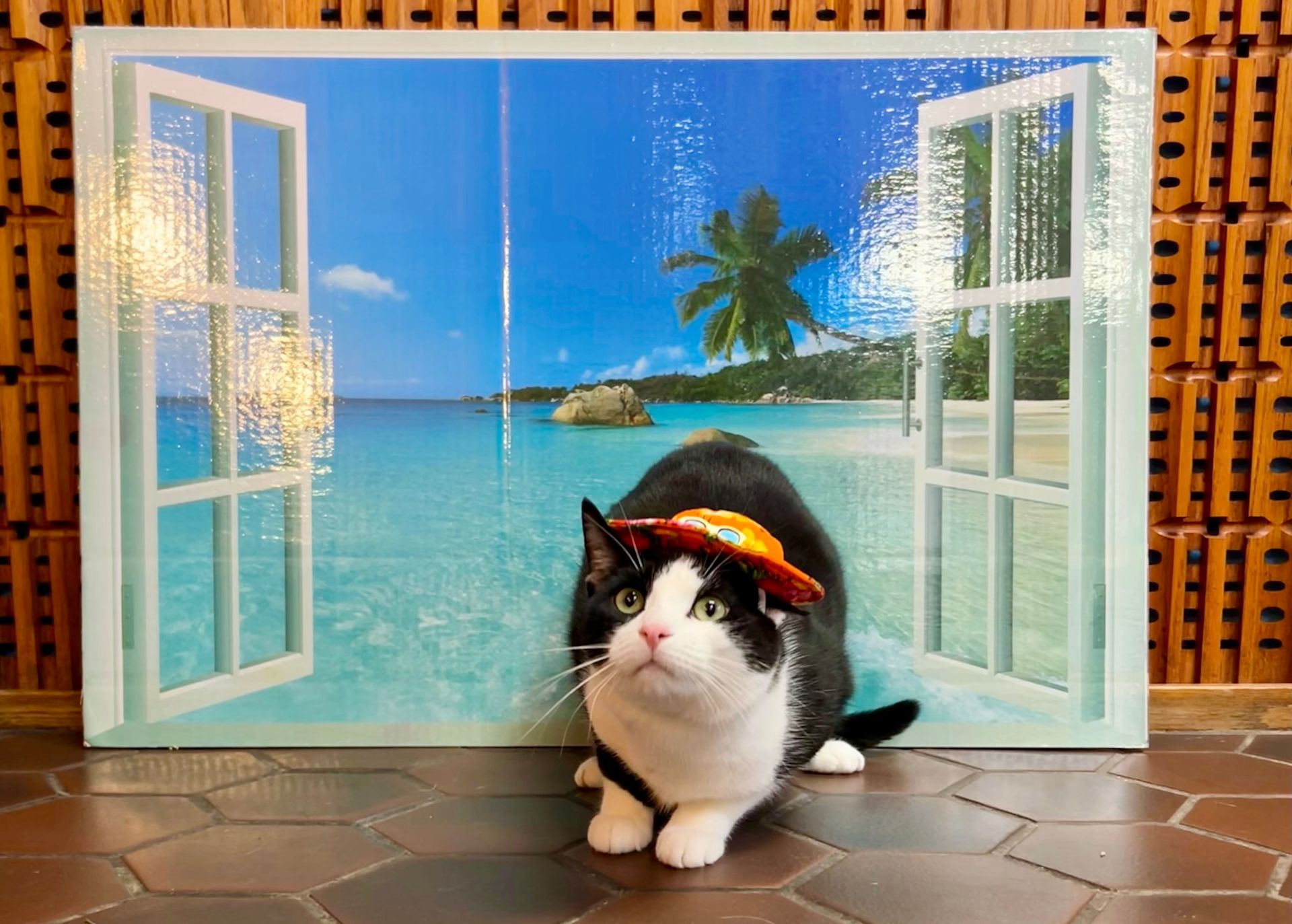 Cat is on vacation.